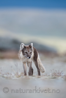 BB 13 0103 / Vulpes lagopus / Fjellrev